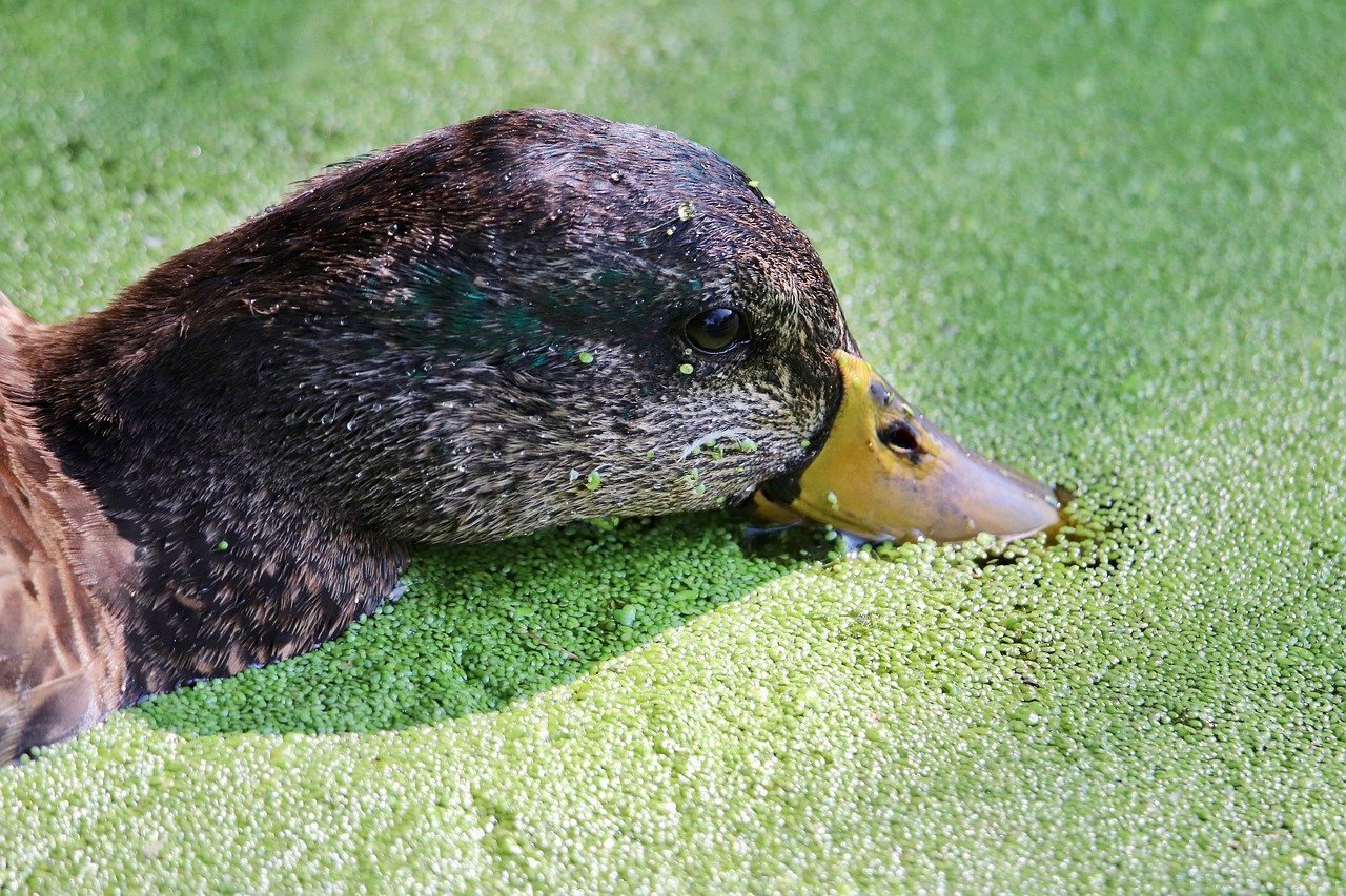 정보 시대에 있어 정보에 대한 판별 및 대처법